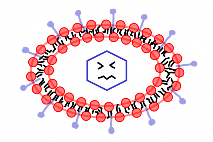 Un schema du coronavirus dans son enveloppe